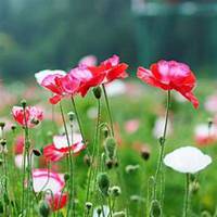 微信虞美人花头像_高清虞美人花花朵图片大全