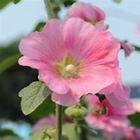 微信蜀葵头像_高清蜀葵花朵图片大全