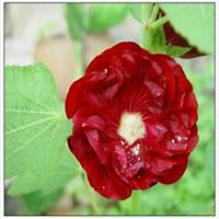 微信蜀葵头像_高清蜀葵花朵图片大全