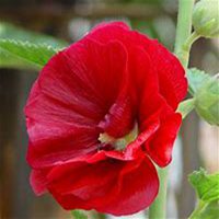 微信蜀葵头像_高清蜀葵花朵图片大全