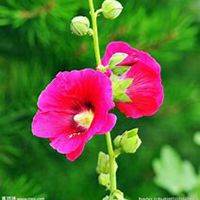 微信蜀葵头像_高清蜀葵花朵图片大全