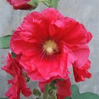 微信蜀葵头像_高清蜀葵花朵图片大全