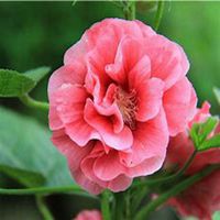 微信蜀葵头像_高清蜀葵花朵图片大全