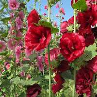 微信蜀葵头像_高清蜀葵花朵图片大全