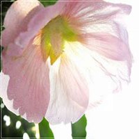 微信蜀葵头像_高清蜀葵花朵图片大全