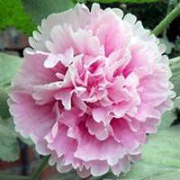 微信蜀葵头像_高清蜀葵花朵图片大全