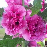 微信蜀葵头像_高清蜀葵花朵图片大全