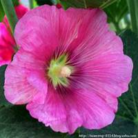 微信蜀葵头像_高清蜀葵花朵图片大全