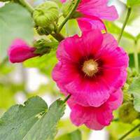 微信蜀葵头像_高清蜀葵花朵图片大全