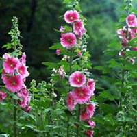 微信蜀葵头像_高清蜀葵花朵图片大全