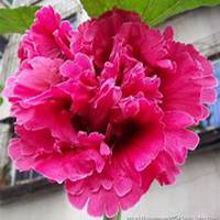 微信蜀葵头像_高清蜀葵花朵图片大全