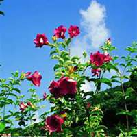 微信蜀葵头像_高清蜀葵花朵图片大全