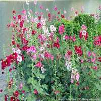 微信蜀葵头像_高清蜀葵花朵图片大全