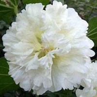 微信蜀葵头像_高清蜀葵花朵图片大全