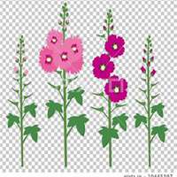 微信蜀葵头像_高清蜀葵花朵图片大全