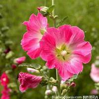 微信蜀葵头像_高清蜀葵花朵图片大全