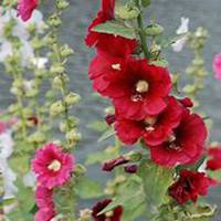 微信蜀葵头像_高清蜀葵花朵图片大全