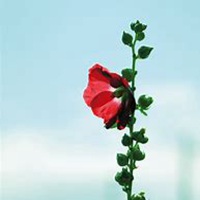 微信蜀葵头像_高清蜀葵花朵图片大全