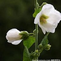 微信蜀葵头像_高清蜀葵花朵图片大全