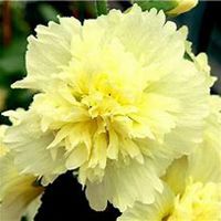 微信蜀葵头像_高清蜀葵花朵图片大全