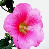 微信蜀葵头像_高清蜀葵花朵图片大全