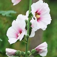 微信蜀葵头像_高清蜀葵花朵图片大全