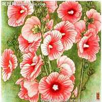 微信蜀葵头像_高清蜀葵花朵图片大全