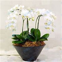 微信蝴蝶兰头像_高清蝴蝶兰花朵图片大全