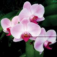 微信蝴蝶兰头像_高清蝴蝶兰花朵图片大全