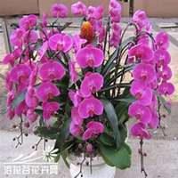 微信蝴蝶兰头像_高清蝴蝶兰花朵图片大全