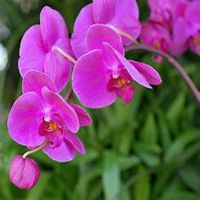 微信蝴蝶兰头像_高清蝴蝶兰花朵图片大全