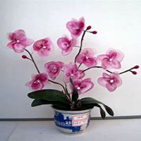 微信蝴蝶兰头像_高清蝴蝶兰花朵图片大全