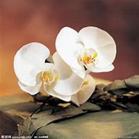 微信蝴蝶兰头像_高清蝴蝶兰花朵图片大全