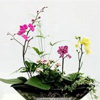 微信蝴蝶兰头像_高清蝴蝶兰花朵图片大全