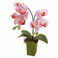 微信蝴蝶兰头像_高清蝴蝶兰花朵图片大全