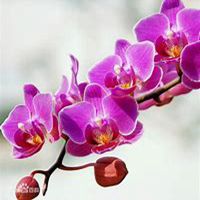 微信蝴蝶兰头像_高清蝴蝶兰花朵图片大全