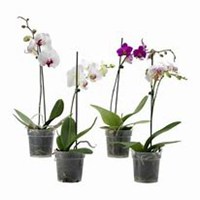 微信蝴蝶兰头像_高清蝴蝶兰花朵图片大全