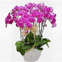 微信蝴蝶兰头像_高清蝴蝶兰花朵图片大全