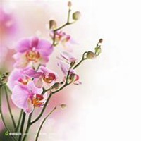 微信蝴蝶兰头像_高清蝴蝶兰花朵图片大全