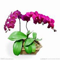 微信蝴蝶兰头像_高清蝴蝶兰花朵图片大全