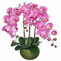 微信蝴蝶兰头像_高清蝴蝶兰花朵图片大全