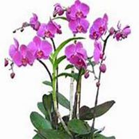 微信蝴蝶兰头像_高清蝴蝶兰花朵图片大全