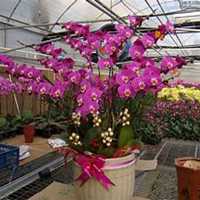 微信蝴蝶兰头像_高清蝴蝶兰花朵图片大全