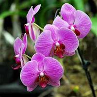 微信蝴蝶兰头像_高清蝴蝶兰花朵图片大全