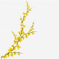 微信迎春花头像_高清迎春花花朵图片大全