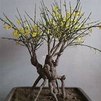 微信迎春花头像_高清迎春花花朵图片大全