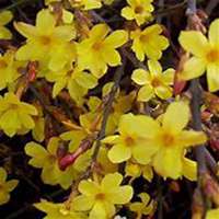 微信迎春花头像_高清迎春花花朵图片大全