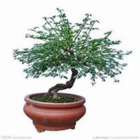 微信迎春花头像_高清迎春花花朵图片大全