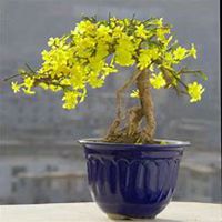 微信迎春花头像_高清迎春花花朵图片大全