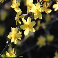 微信迎春花头像_高清迎春花花朵图片大全